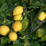 Il Limoneto Acireale