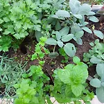 Casa Al Giardino, In Campagna Nel Cuore Di Palermo