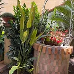 Profumo D'Arancio B&B A Pedalino