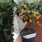 Casetta Di Angie