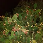 Appartamenti Mazara
