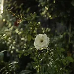 Casetta Delle Rose Sull'Etna