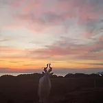 Antrama - Animali Tramonti E Mare