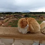 Antrama - Animali Tramonti E Mare