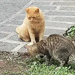 Alle pendici dell'Etna