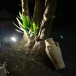 L'Abete
