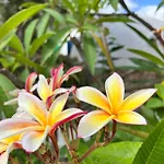 Giardino Di Sicilia