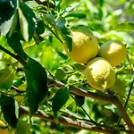 Appartamento Bougainville