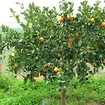 Agriturismo Baglio Donna Santa