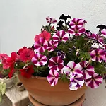 Villa Ada Resort B&B