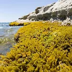 Casotto Il Carrubo, A 100 Mt Dal Mare!