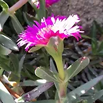 Casa Vacanze Villa Angela In Sicilia House Country Per 5