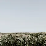 Bibbia- Tenuta Di Campagna