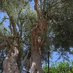 Sicilian Garden