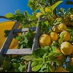 Sicilian Garden