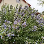 B&B Tenute Lazzarino