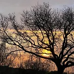Lunarosa