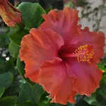 Villa Hibisco