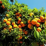Neroli
