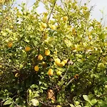 B&B Villa Olimpo Le Torri