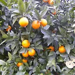 Casale Fradama